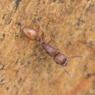 Podomyrma sp. (genus) (Muscleman Tree Ant) at Harden, NSW - 27 Mar 2023 by AlisonMilton