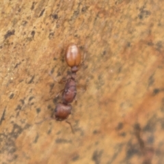 Podomyrma sp. (genus) at Harden, NSW - 27 Mar 2023