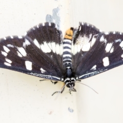 Cruria donowani (Crow or Donovan's Day Moth) at Harden, NSW - 27 Mar 2023 by AlisonMilton