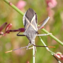 Mictis profana (Crusader Bug) at Murrumbateman, NSW - 4 Apr 2023 by SimoneC