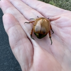 Anoplognathus brunnipennis at Murrumbateman, NSW - 5 Apr 2023 05:41 PM