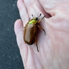 Anoplognathus brunnipennis at Murrumbateman, NSW - 5 Apr 2023 05:41 PM