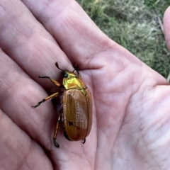 Anoplognathus brunnipennis at Murrumbateman, NSW - 5 Apr 2023 05:41 PM