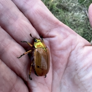 Anoplognathus brunnipennis at Murrumbateman, NSW - 5 Apr 2023