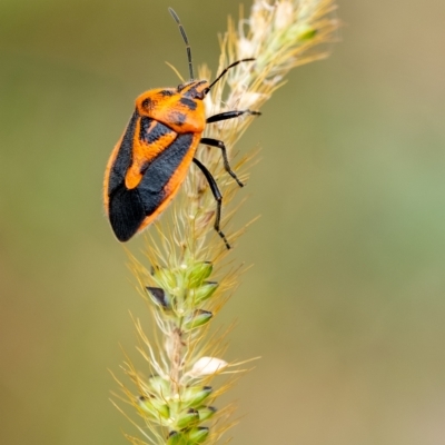 Agonoscelis rutila (Horehound bug) at Penrose, NSW - 27 Mar 2023 by Aussiegall