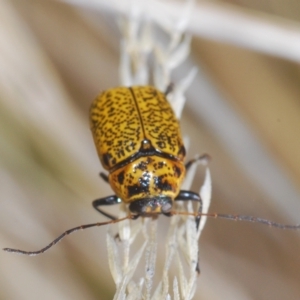 Aporocera (Aporocera) erosa at Molonglo Valley, ACT - 4 Apr 2023