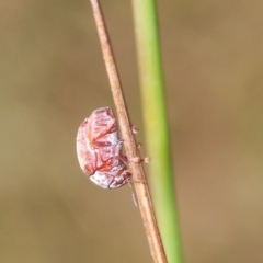 Elaphodes sp. (genus) (Leaf beetle) at Molonglo Valley, ACT - 4 Apr 2023 by Harrisi