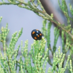 Orcus australasiae (Orange-spotted Ladybird) at Greenway, ACT - 5 Apr 2023 by Harrisi