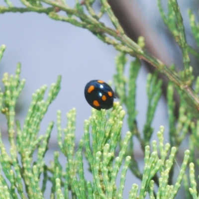 Orcus australasiae (Orange-spotted Ladybird) at Greenway, ACT - 5 Apr 2023 by Harrisi