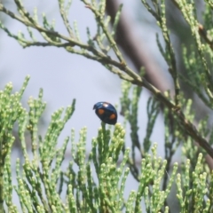 Orcus australasiae at Greenway, ACT - 5 Apr 2023