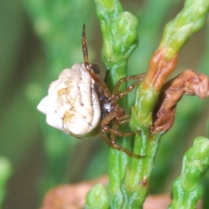 Phoroncidia sextuberculata at Greenway, ACT - 5 Apr 2023