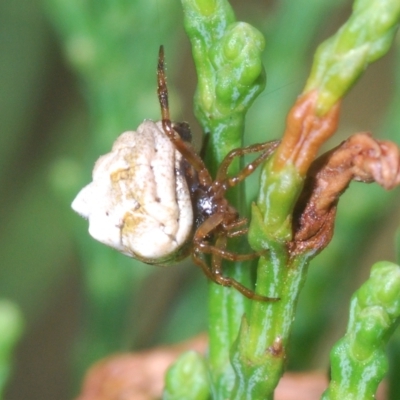 Phoroncidia sextuberculata (Six-knobbed Phoroncidia) at Greenway, ACT - 5 Apr 2023 by Harrisi