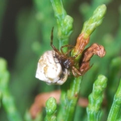 Phoroncidia sextuberculata at Greenway, ACT - 5 Apr 2023