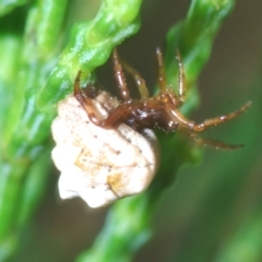 Phoroncidia sextuberculata at Greenway, ACT - 5 Apr 2023