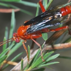 Lissopimpla excelsa (Orchid dupe wasp, Dusky-winged Ichneumonid) at Greenway, ACT - 5 Apr 2023 by Harrisi