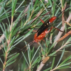 Lissopimpla excelsa at Greenway, ACT - 5 Apr 2023