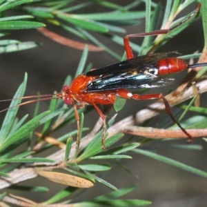 Lissopimpla excelsa at Greenway, ACT - 5 Apr 2023 01:41 PM