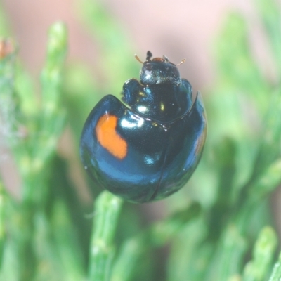 Orcus bilunulatus (Ladybird beetle) at Greenway, ACT - 5 Apr 2023 by Harrisi