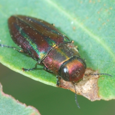 Melobasis vittata (A Melobasis jewel beetle) at Greenway, ACT - 5 Apr 2023 by Harrisi