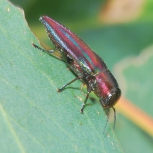 Melobasis vittata at Greenway, ACT - 5 Apr 2023