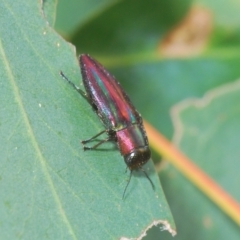 Melobasis vittata at Greenway, ACT - 5 Apr 2023