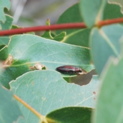 Melobasis vittata at Greenway, ACT - 5 Apr 2023 02:10 PM