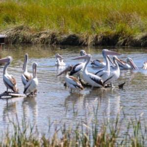 Pelecanus conspicillatus at Fyshwick, ACT - 5 Apr 2023 01:03 PM