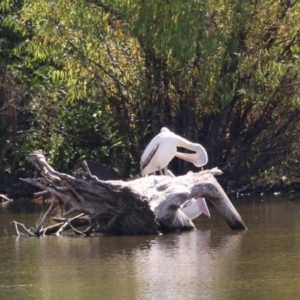 Pelecanus conspicillatus at Fyshwick, ACT - 5 Apr 2023 01:03 PM