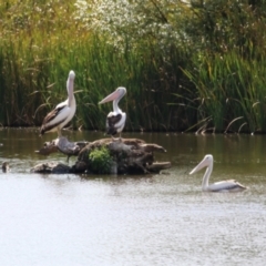 Pelecanus conspicillatus at Fyshwick, ACT - 5 Apr 2023 01:03 PM