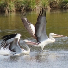 Pelecanus conspicillatus at Fyshwick, ACT - 5 Apr 2023