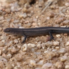 Lampropholis delicata (Delicate Skink) at Jerrabomberra Wetlands - 5 Apr 2023 by RodDeb