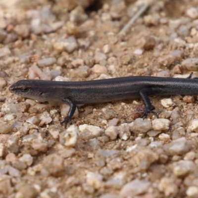 Lampropholis delicata (Delicate Skink) at Fyshwick, ACT - 5 Apr 2023 by RodDeb