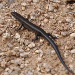 Lampropholis delicata at Fyshwick, ACT - 5 Apr 2023 01:23 PM