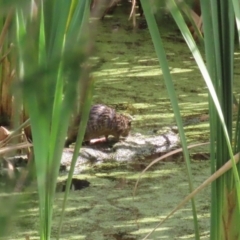 Hydromys chrysogaster at Fyshwick, ACT - 5 Apr 2023