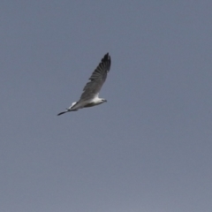 Haliaeetus leucogaster at Fyshwick, ACT - 5 Apr 2023 02:15 PM