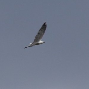 Haliaeetus leucogaster at Fyshwick, ACT - 5 Apr 2023 02:15 PM