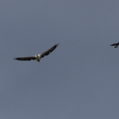 Haliaeetus leucogaster at Fyshwick, ACT - 5 Apr 2023