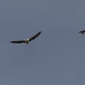 Haliaeetus leucogaster at Fyshwick, ACT - 5 Apr 2023 02:15 PM