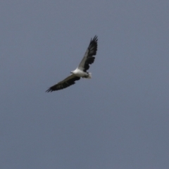 Haliaeetus leucogaster at Fyshwick, ACT - 5 Apr 2023 02:15 PM