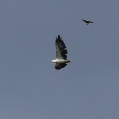 Haliaeetus leucogaster at Fyshwick, ACT - 5 Apr 2023