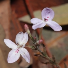 Pseuderanthemum variabile (Pastel Flower) at Capalaba, QLD - 11 Mar 2023 by TimL