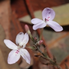 Pseuderanthemum variabile (Pastel Flower) at Capalaba, QLD - 12 Mar 2023 by TimL