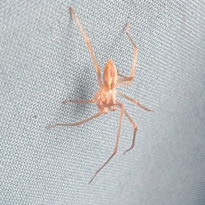Cheiracanthium sp. (genus) (Unidentified Slender Sac Spider) at Mount Clear, ACT - 5 Apr 2023 by woyapp