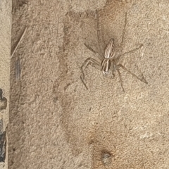 Oxyopes sp. (genus) at Mount Clear, ACT - 5 Apr 2023