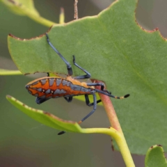 Amorbus sp. (genus) (Eucalyptus Tip bug) at O'Connor, ACT - 4 Feb 2023 by ConBoekel