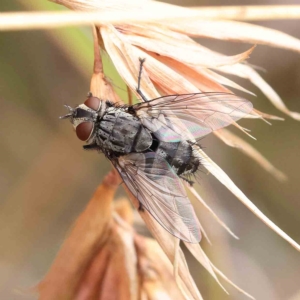 Exorista sp. (genus) at O'Connor, ACT - 4 Feb 2023