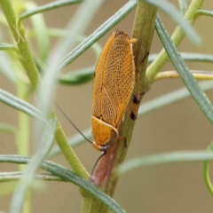 Ellipsidion humerale (Common Ellipsidion) at O'Connor, ACT - 4 Feb 2023 by ConBoekel