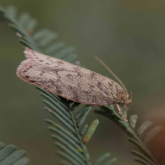 Garrha repandula at O'Connor, ACT - 4 Feb 2023 04:01 PM