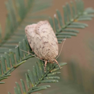 Garrha repandula at O'Connor, ACT - 4 Feb 2023 04:01 PM