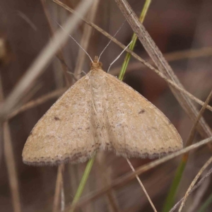 Scopula rubraria at O'Connor, ACT - 4 Feb 2023